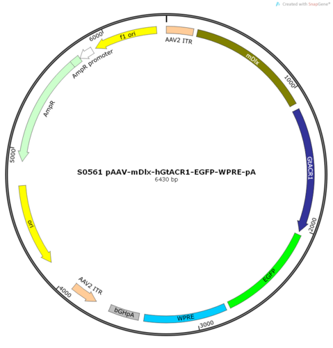 AAV2/9-mDlx-hGtACR1-EGFP-ER2-WPRE-pA
