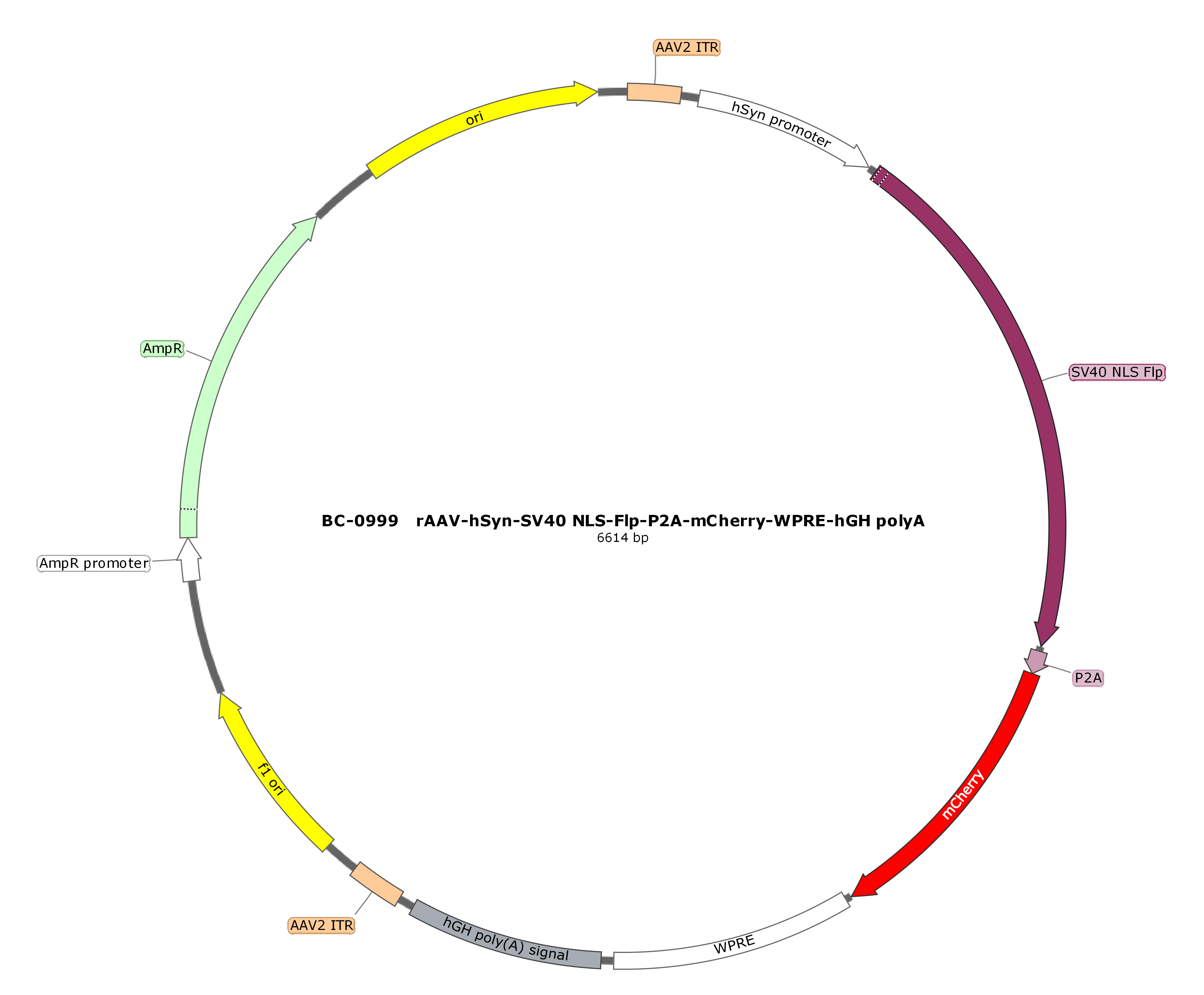 rAAV-hSyn-SV40 NLS-Flp-P2A-mCherry