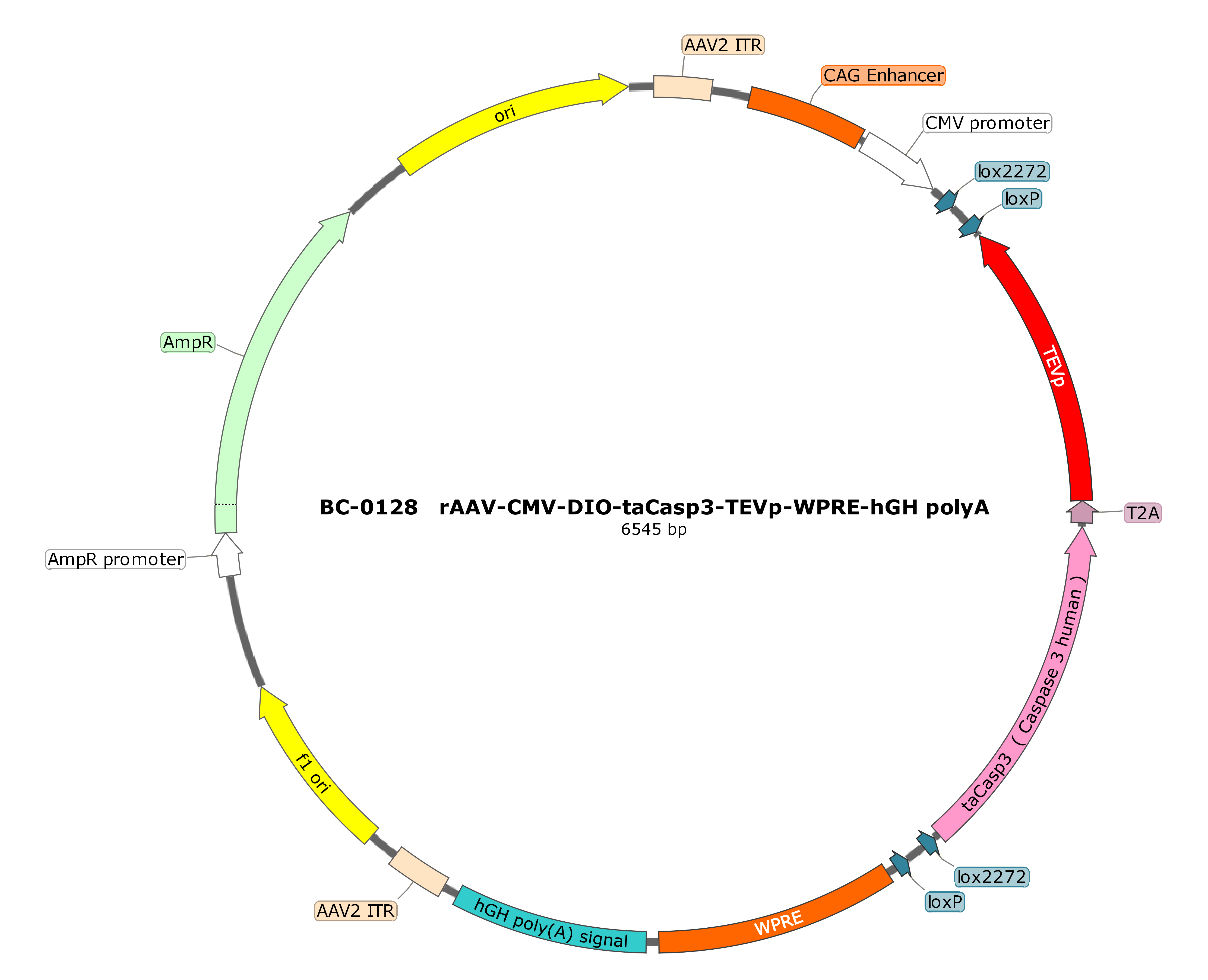 rAAV-CMV-DIO-taCasp3-T2A-TEVp