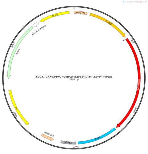 AAV2/9-PV.Promoter.E29E2-tdTomato-WPRE-pA