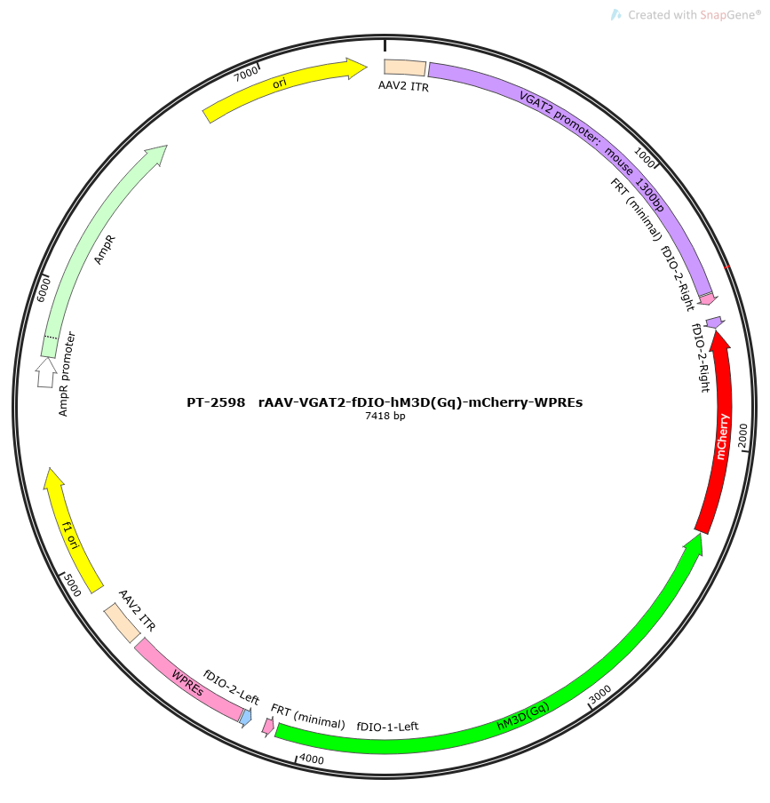 rAAV-VGAT2-fDIO-hM3D(Gq)-mCherry-WPREs