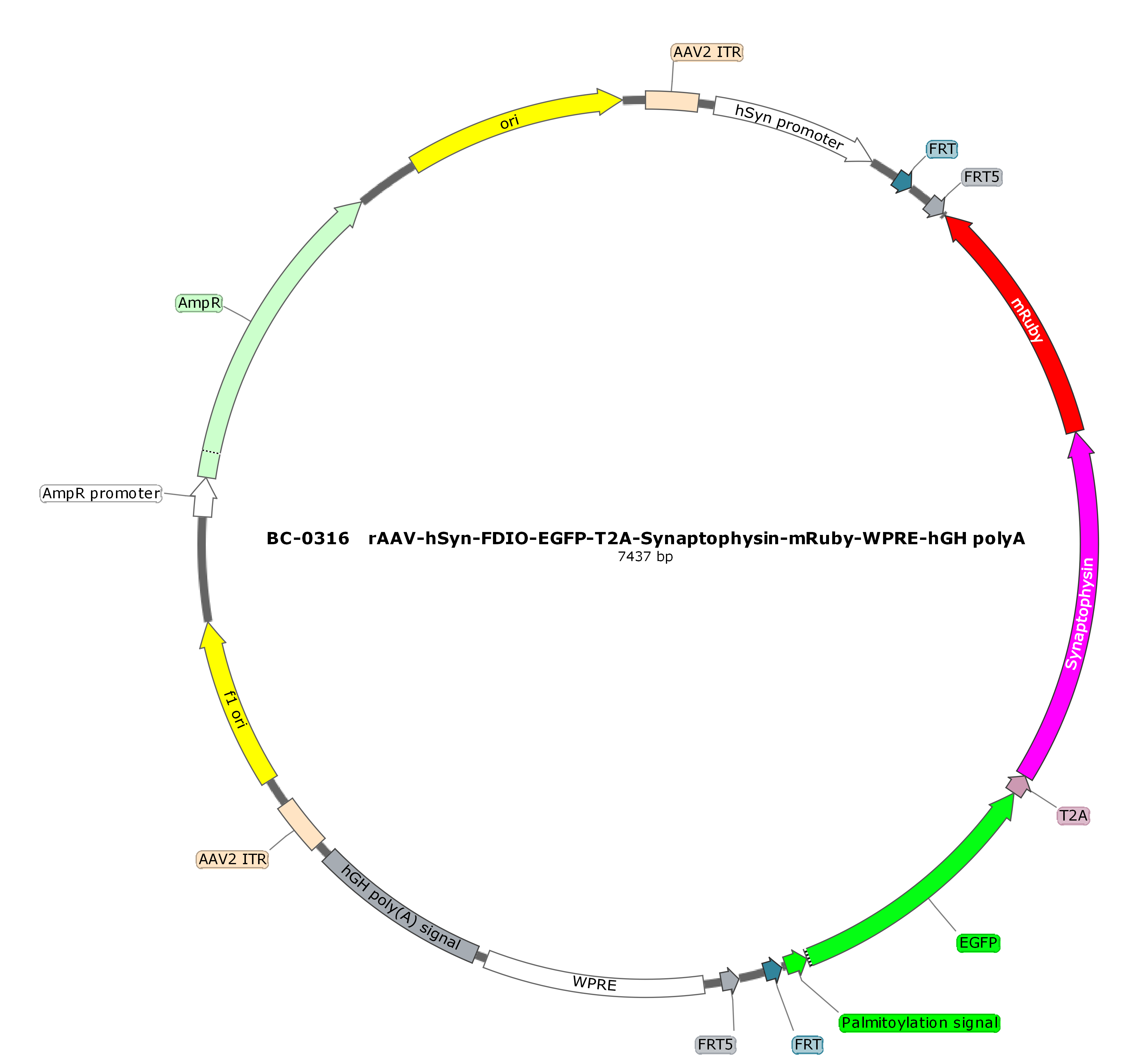 rAAV-hSyn-FDIO-mGFP-T2A-Synaptophysin-mRuby