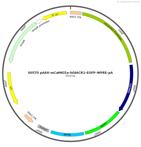 AAV2/9-mCaMKIIa-hGtACR2-EGFP-ER2-WPRE-pA