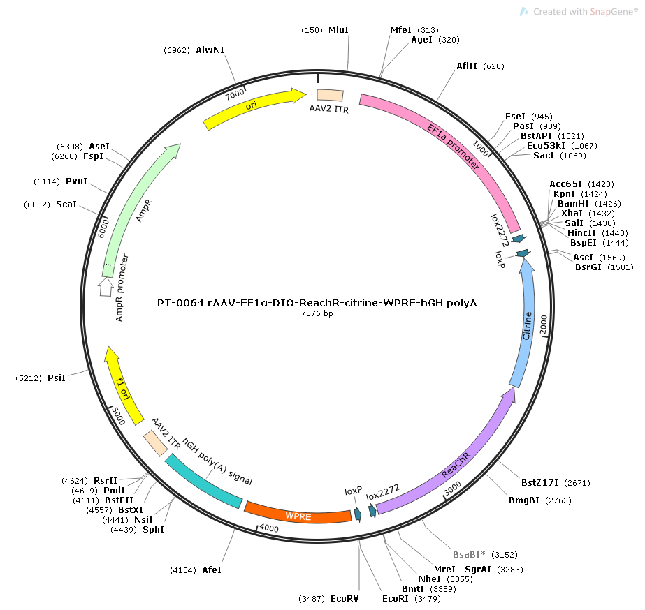 rAAV-EF1α-DIO-ReachR-Citrine-WPRE-hGH polyA
