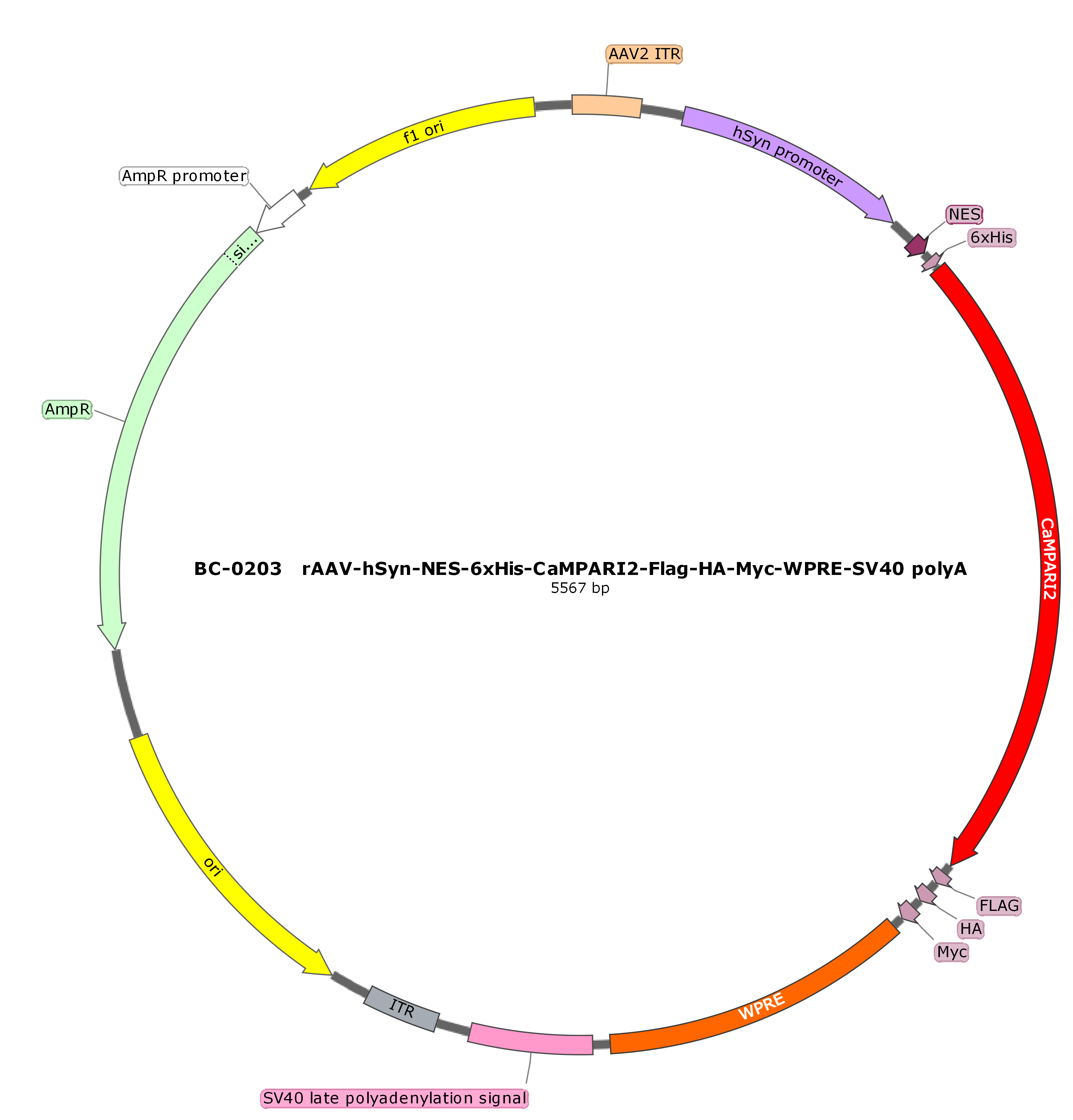 rAAV-hSyn-NES-6xHis-CaMPARI2-FLAG-HA-Myc