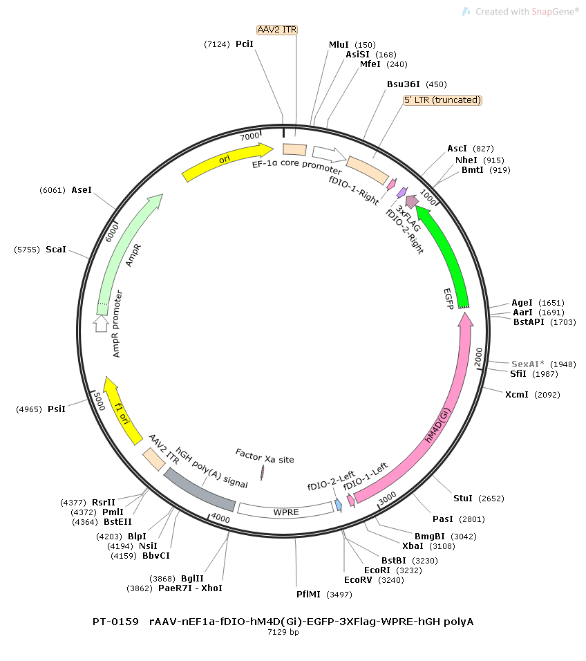rAAV-nEF1α-fDIO-hM4D(Gi)-EGFP-WPRE-hGH polyA