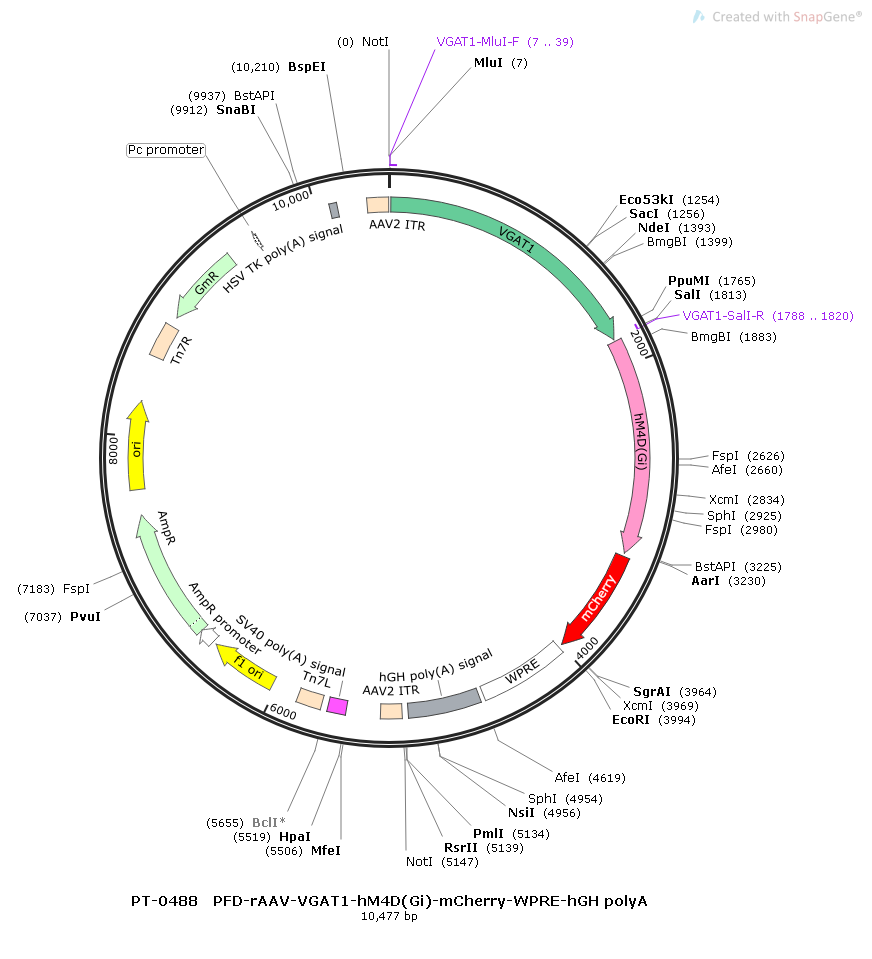 rAAV-VGAT1-hM4D(Gi)-mCherry-WPRE-hGH polyA