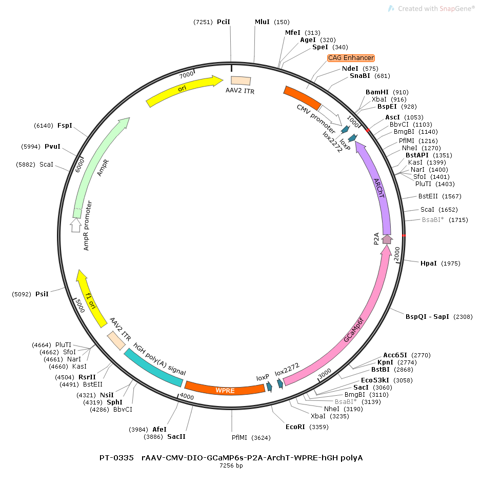 rAAV-CMV-DIO-GCaMP6s-P2A-ArchT-WPRE-hGH polyA