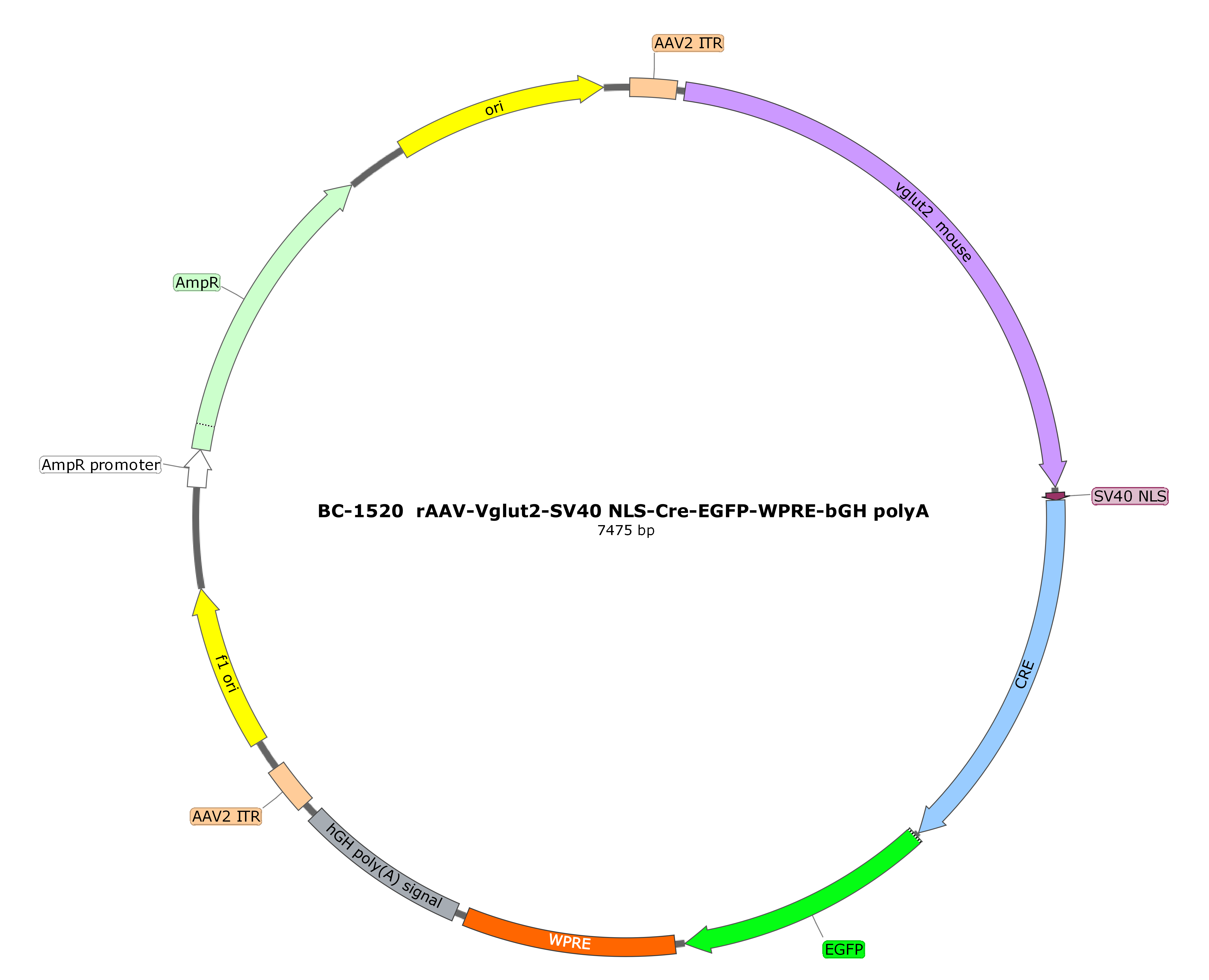 rAAV-Vglut2-SV40 NLS-Cre-EGFP