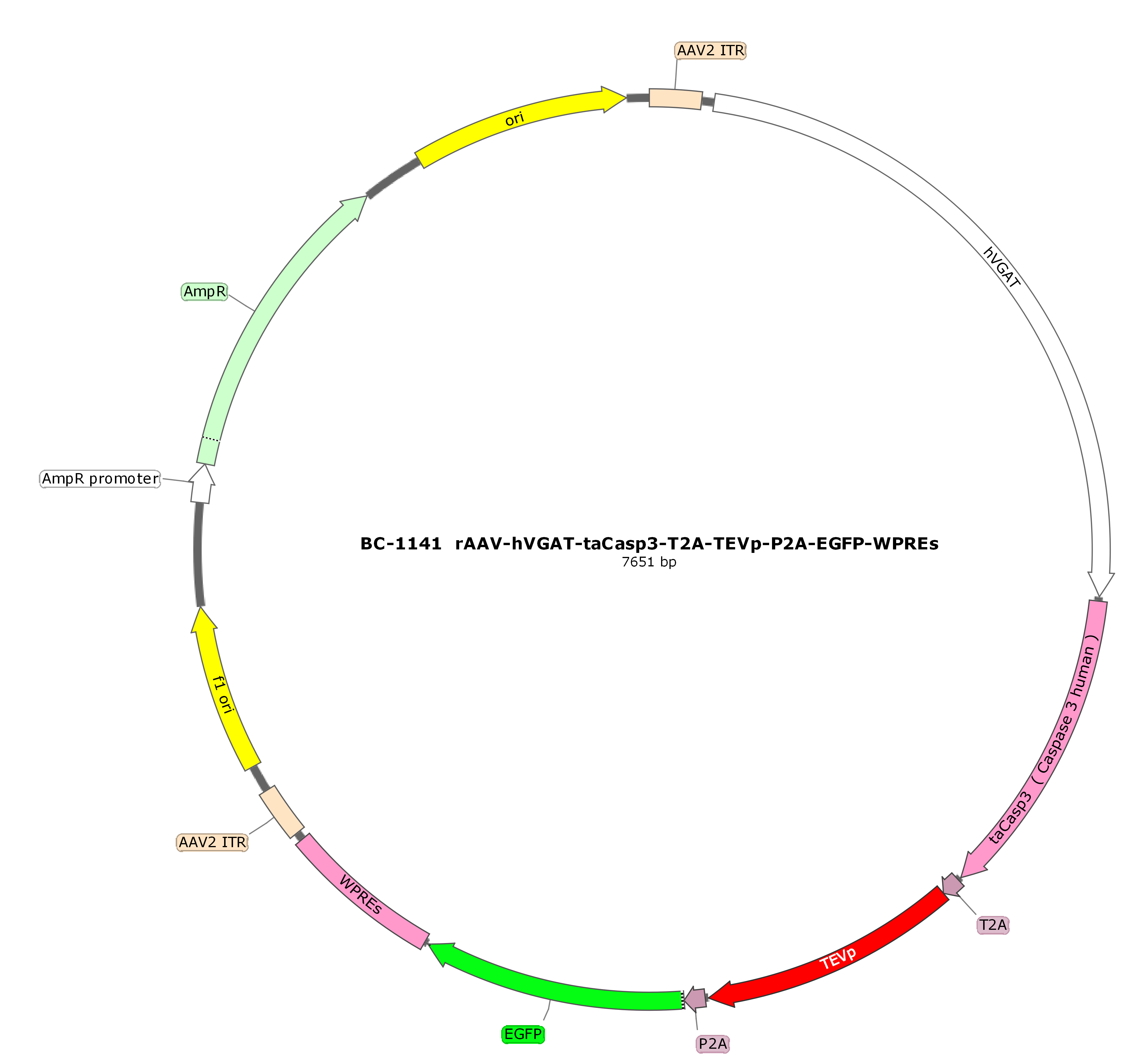 rAAV-hVGAT-taCasp3-T2A-TEVp-P2A-EGFP