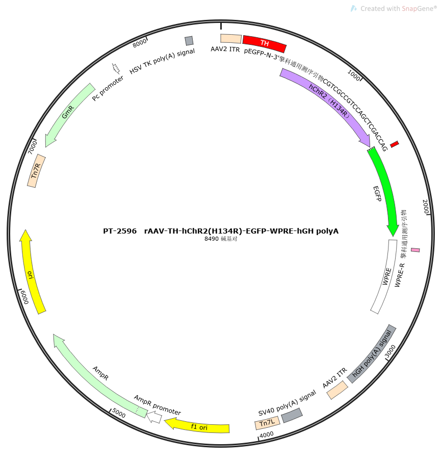 rAAV-TH-hChR2(H134R)-EGFP-WPRE-hGH polyA
