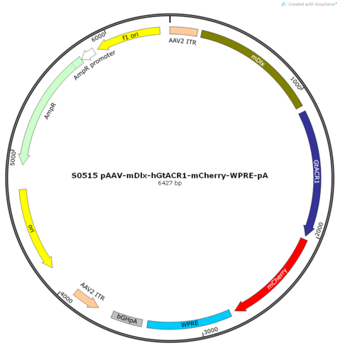 AAV2/9-mDlx-hGtACR1-mCherry-ER2-WPRE-pA
