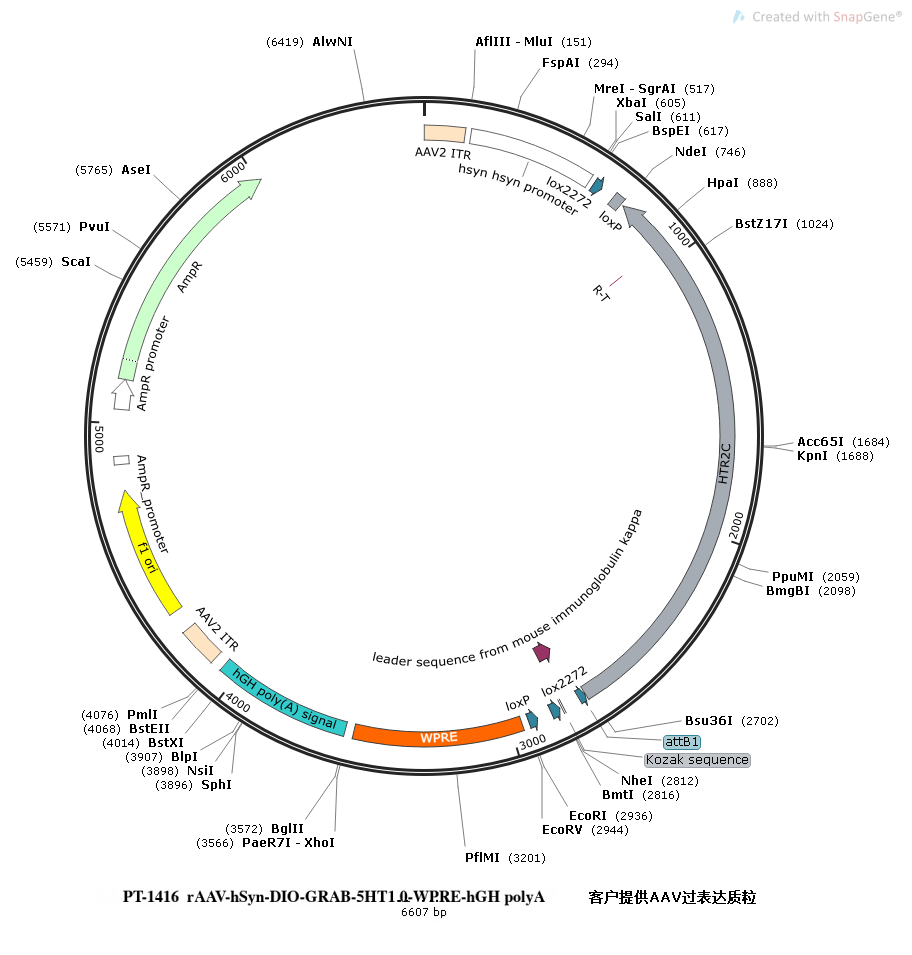 rAAV-hSyn-DIO-GRAB-5HT1.0-WPRE-hGH polyA