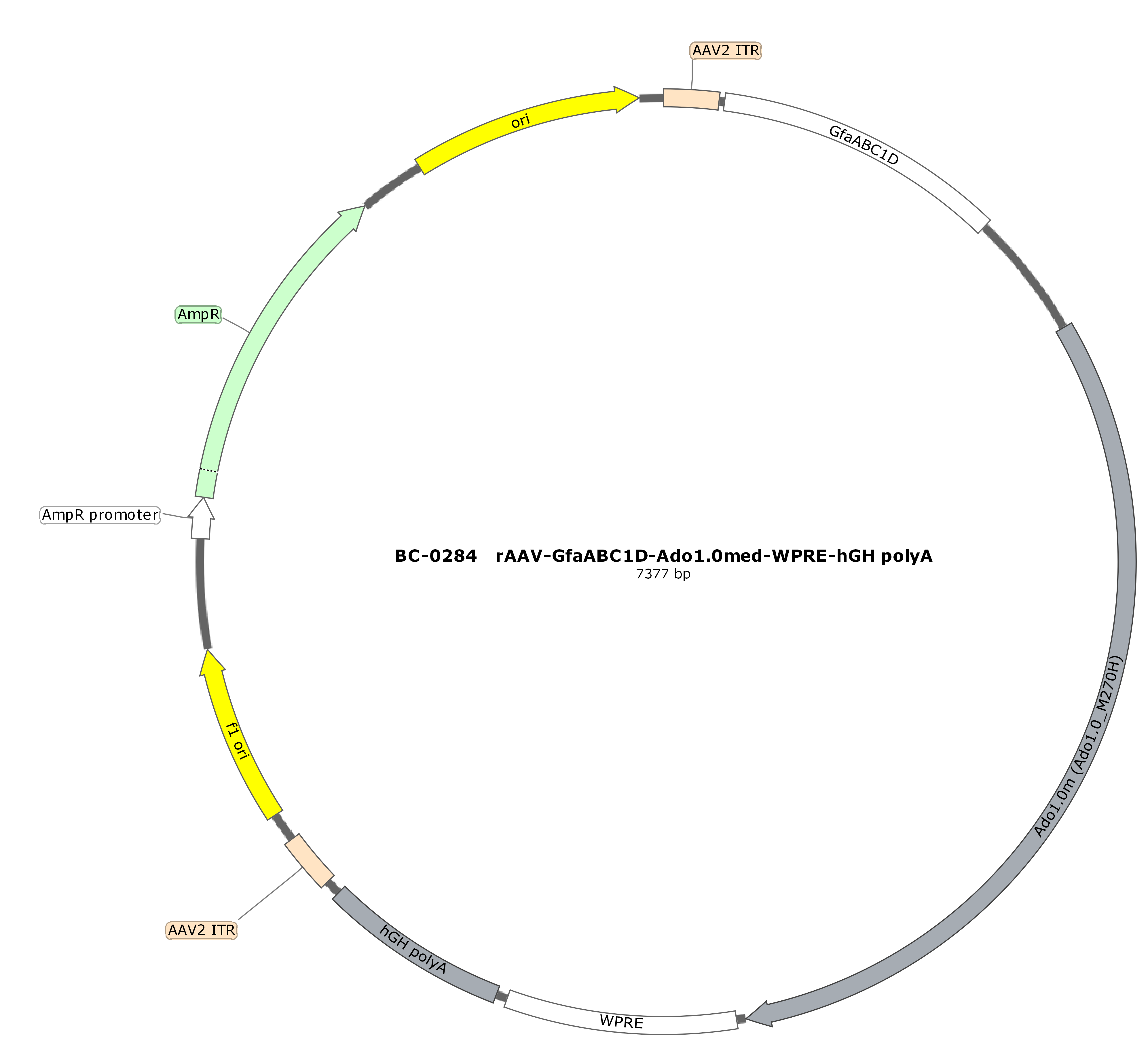 rAAV-GfaABC1D-Ado1.0med