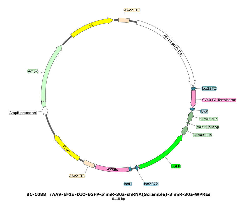 rAAV-EF1α-DIO-EGFP-5'miR-30a-shRNA(Scramble)-3'miR-30a