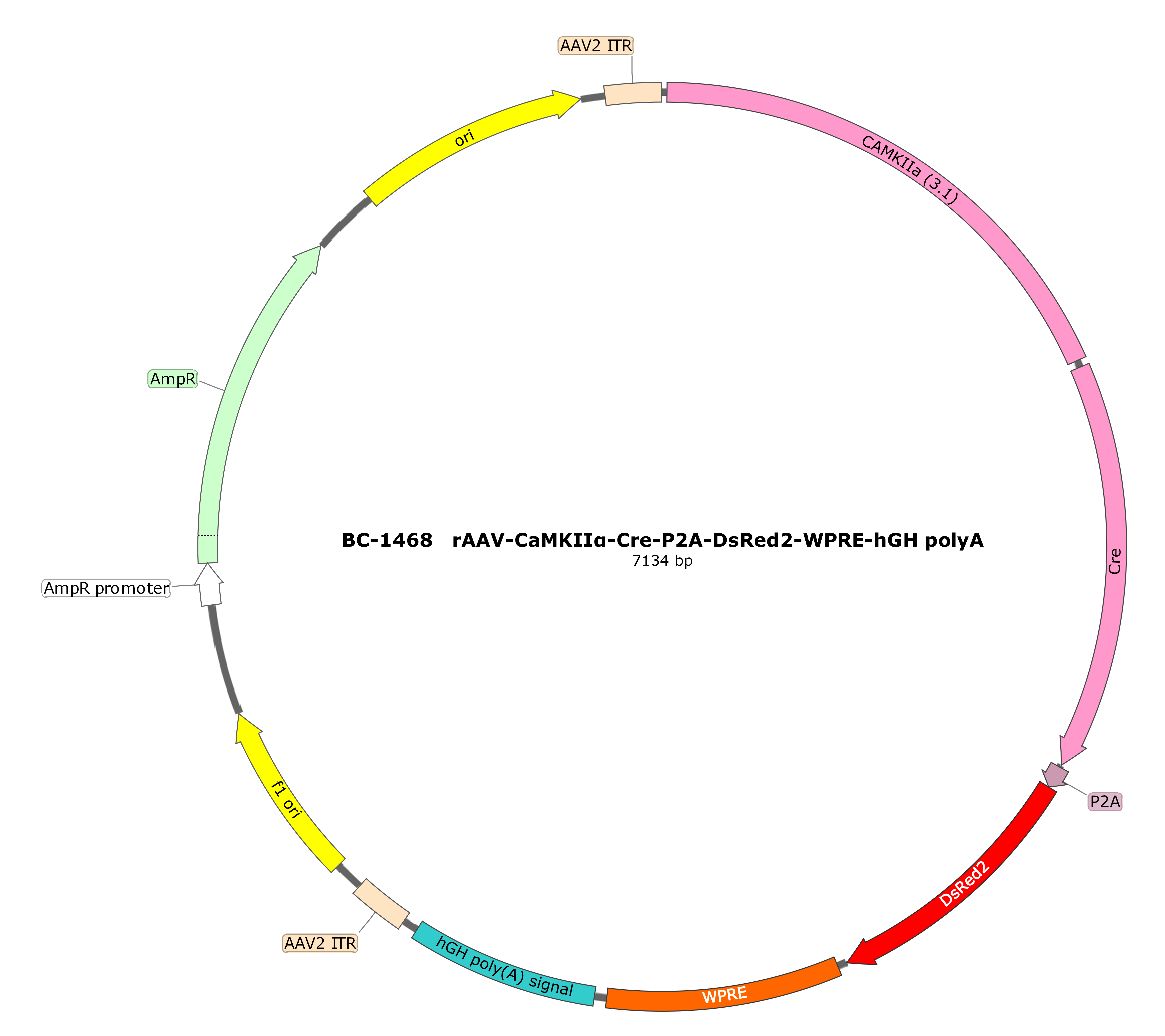 rAAV-CaMKIIα-Cre-P2A-DsRed2