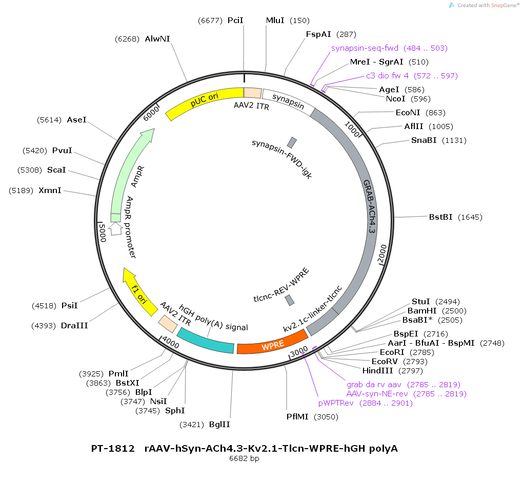 rAAV-hSyn-ACh4.3-Kv2.1-Tlcn-WPRE-hGH polyA