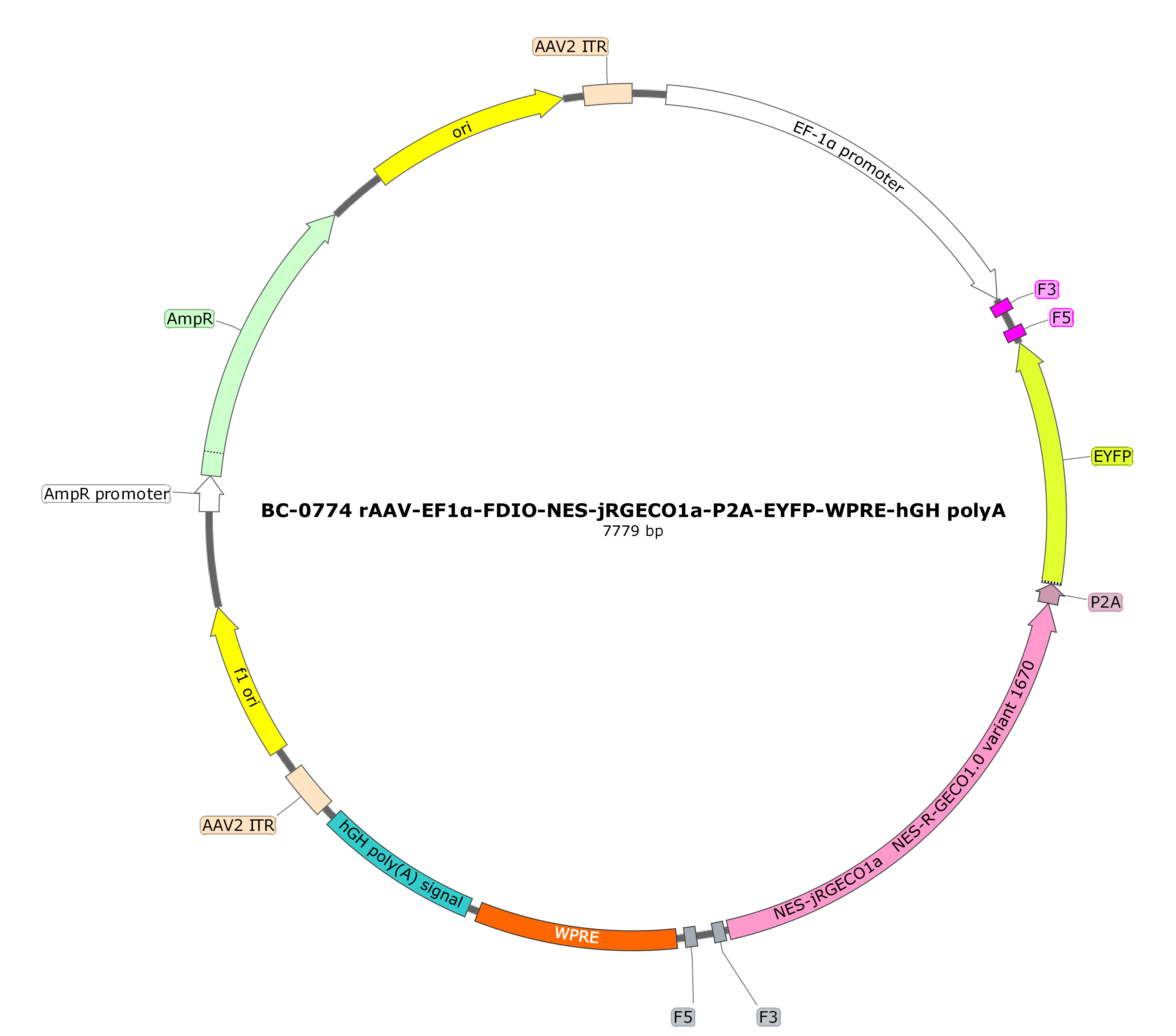rAAV-EF1α-FDIO-NES-jRGECO1a-P2A-EYFP