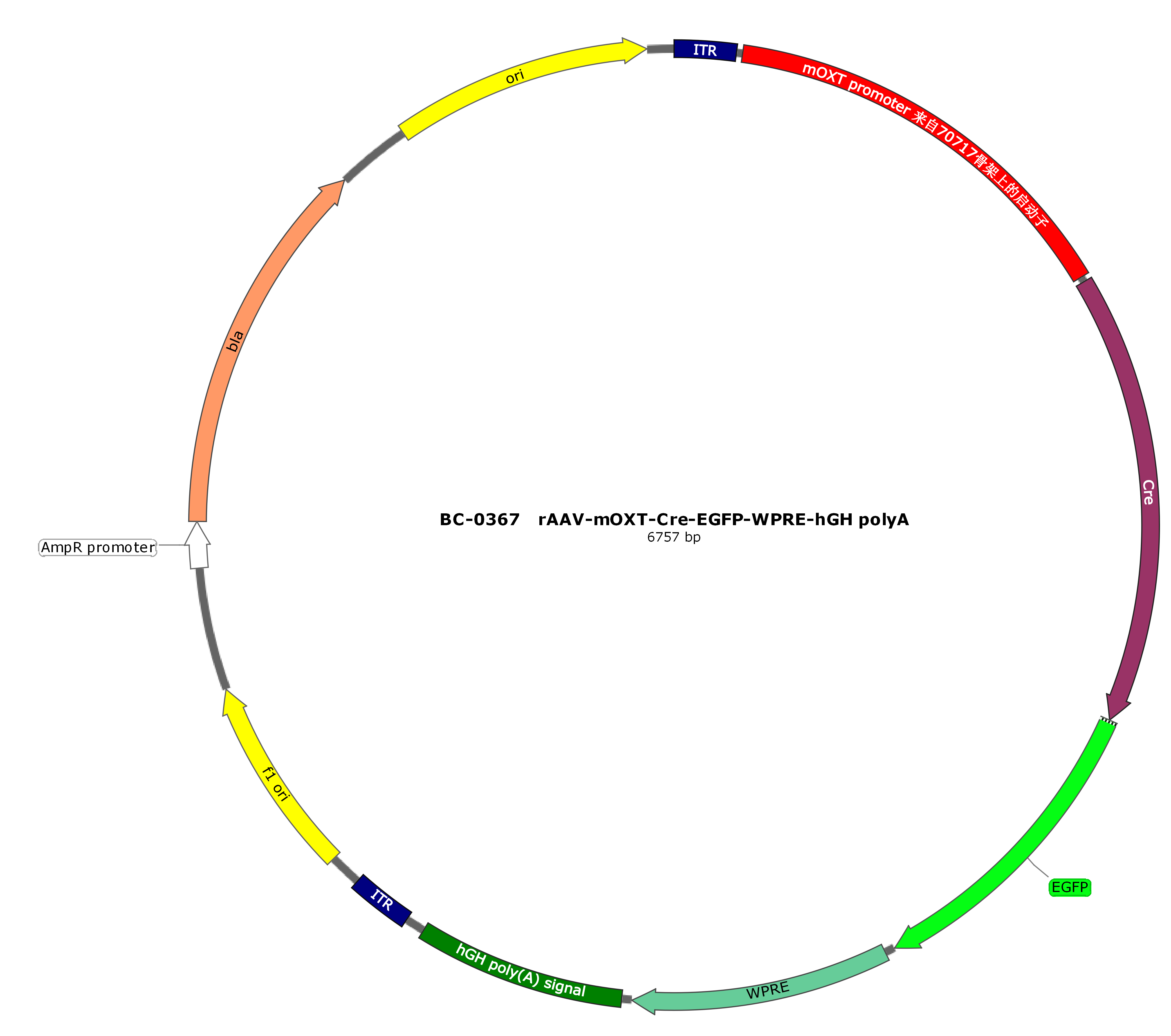 rAAV-mOXT-SV40 NLS-Cre-EGFP