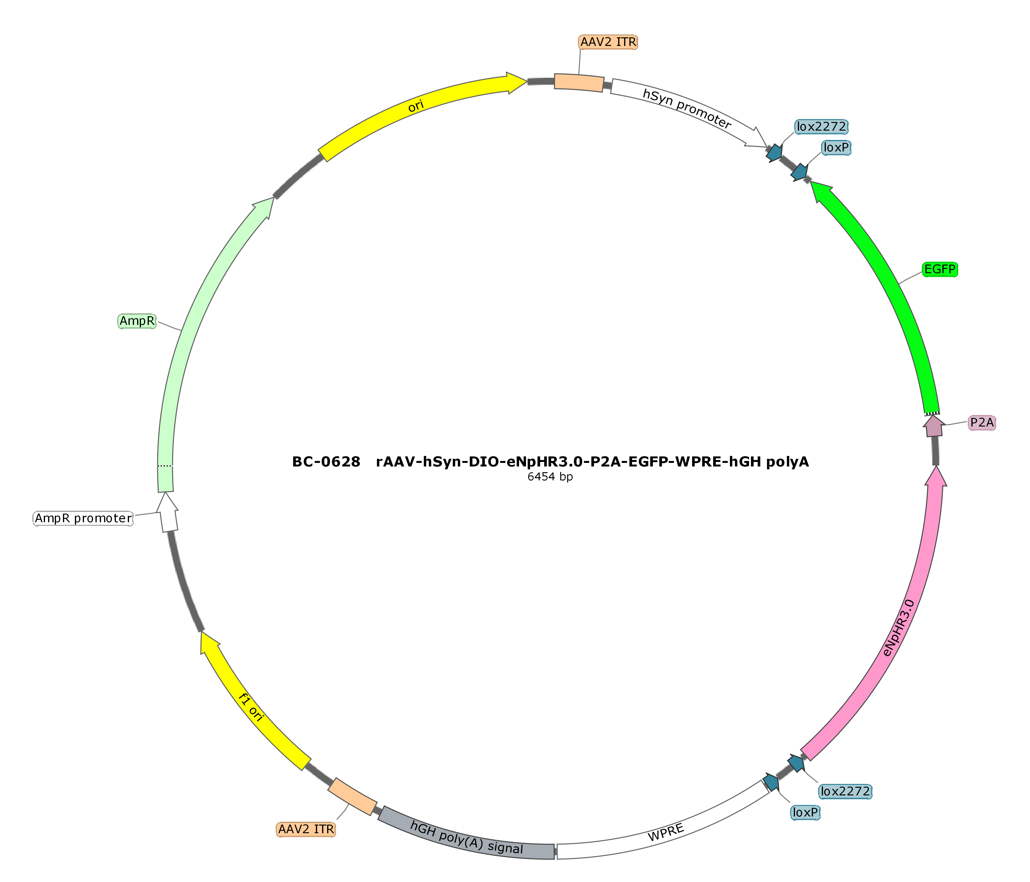rAAV-hSyn-DIO-eNpHR3.0-P2A-EGFP