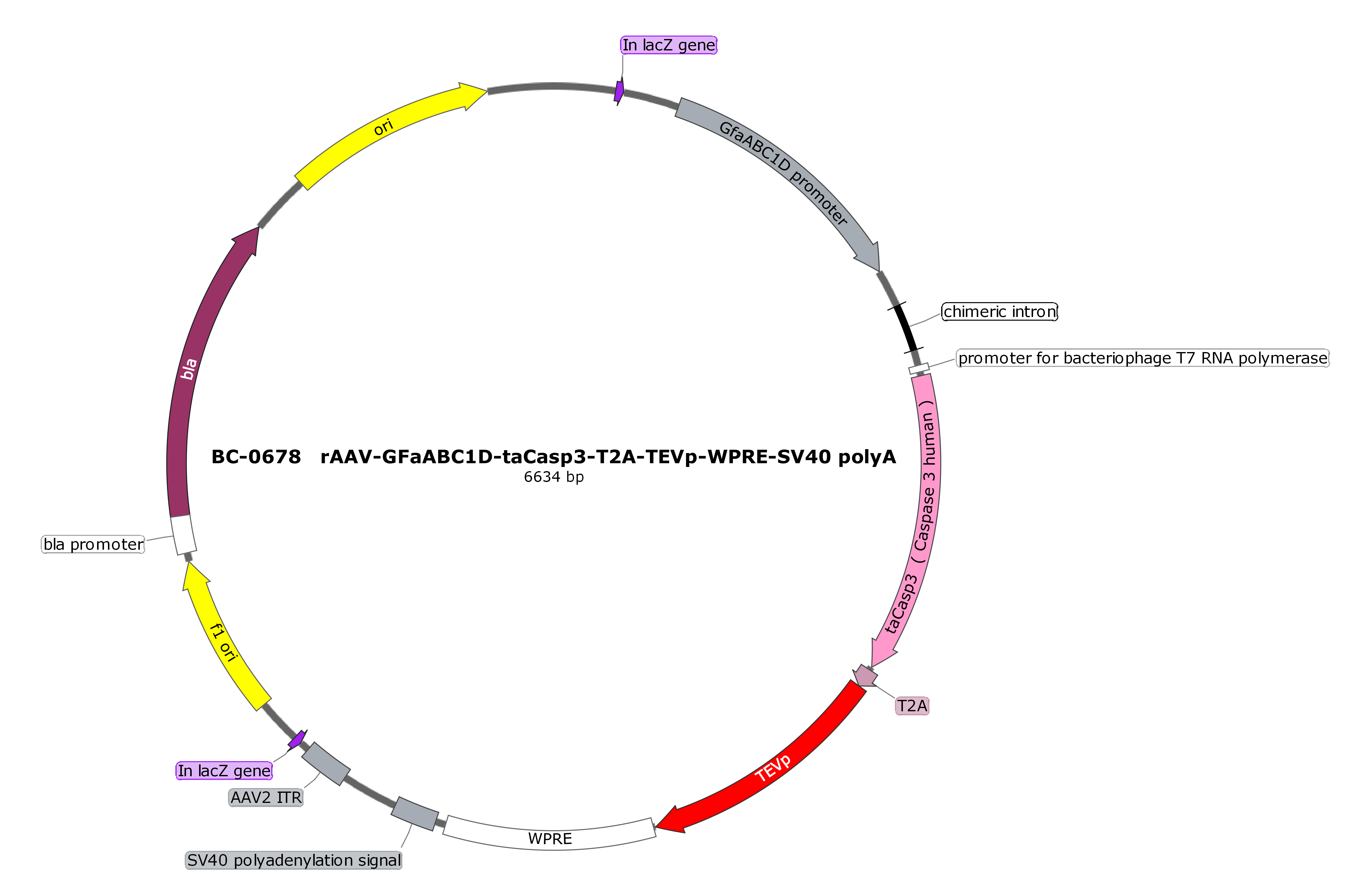 rAAV-GfaABC1D-taCasp3-T2A-TEVp