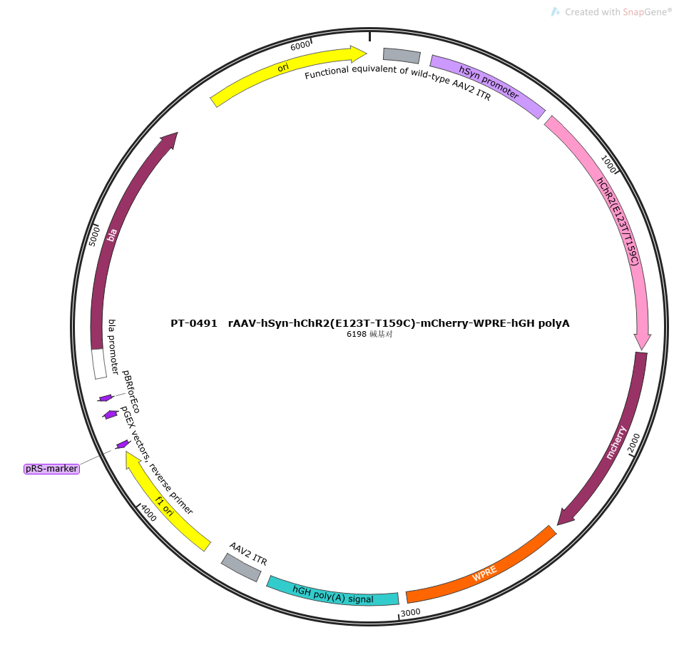rAAV-hSyn-hChR2(E123T/T159C)-mCherry-WPRE-hGH polyA