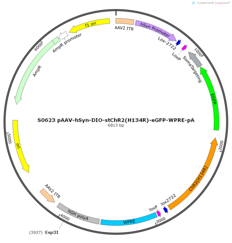 AAV2/9-hSyn-DIO-stChR2(H134R)-eGFP-WPRE-pA