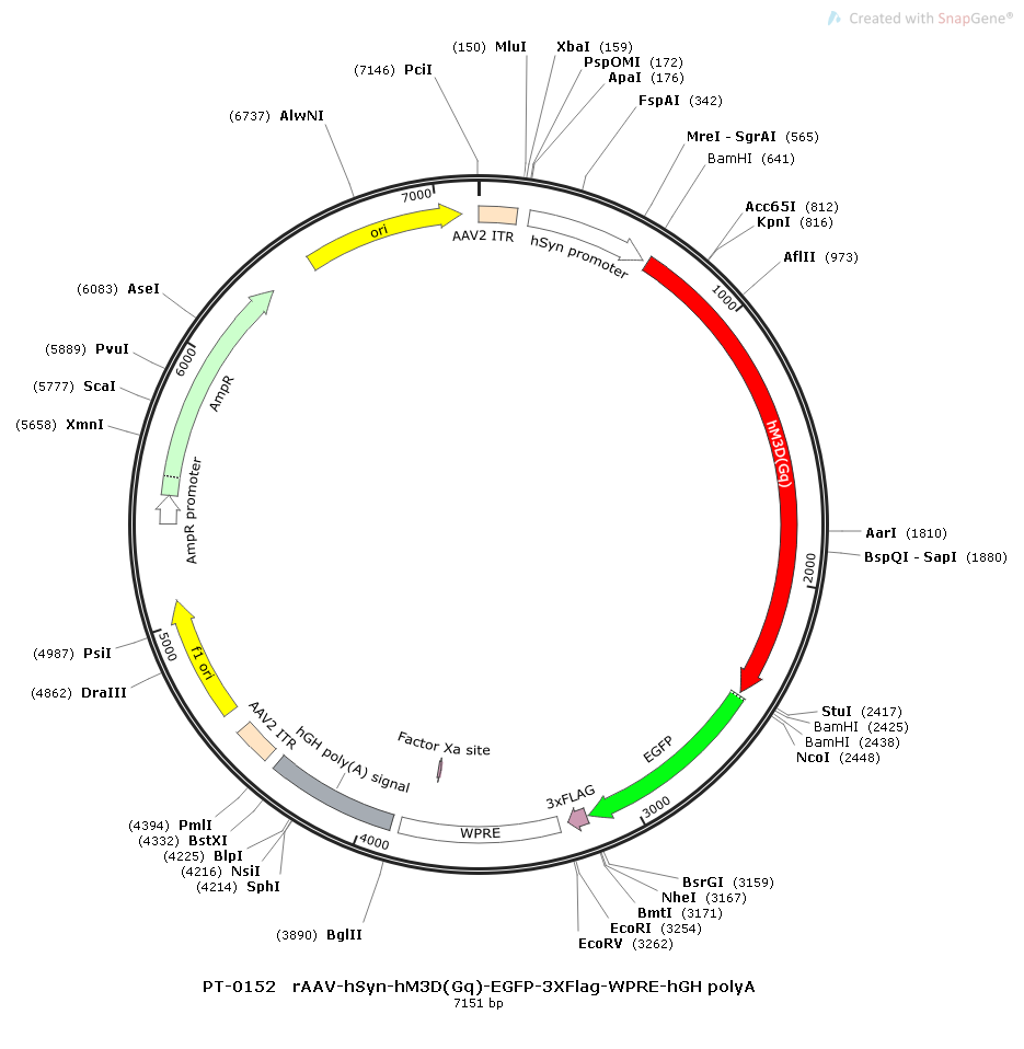 rAAV-hSyn-hM3D(Gq)-EGFP-WPRE-hGH polyA