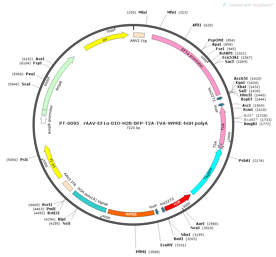 rAAV-Ef1α-DIO-His-BFP-2A-TVA-WPRE-hGH polyA