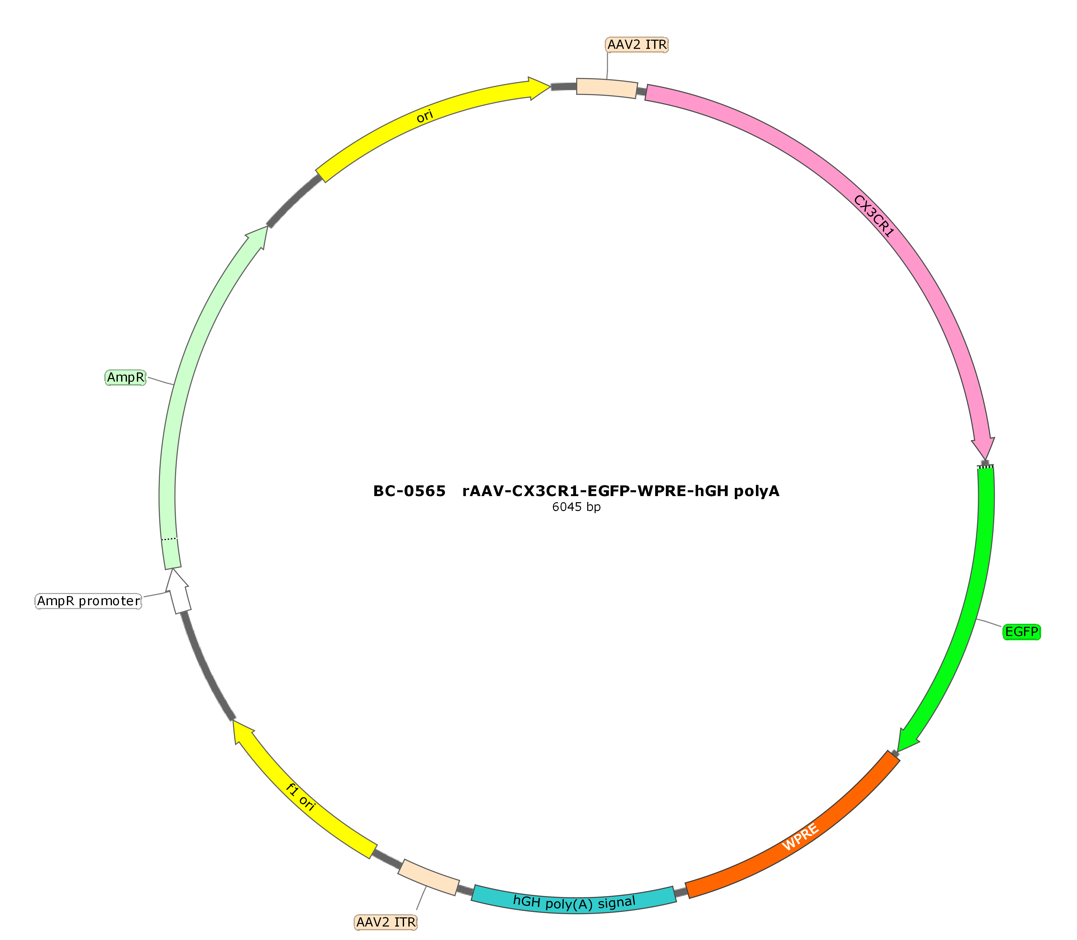 rAAV-CX3CR1-EGFP-WPRE-hGH polyA