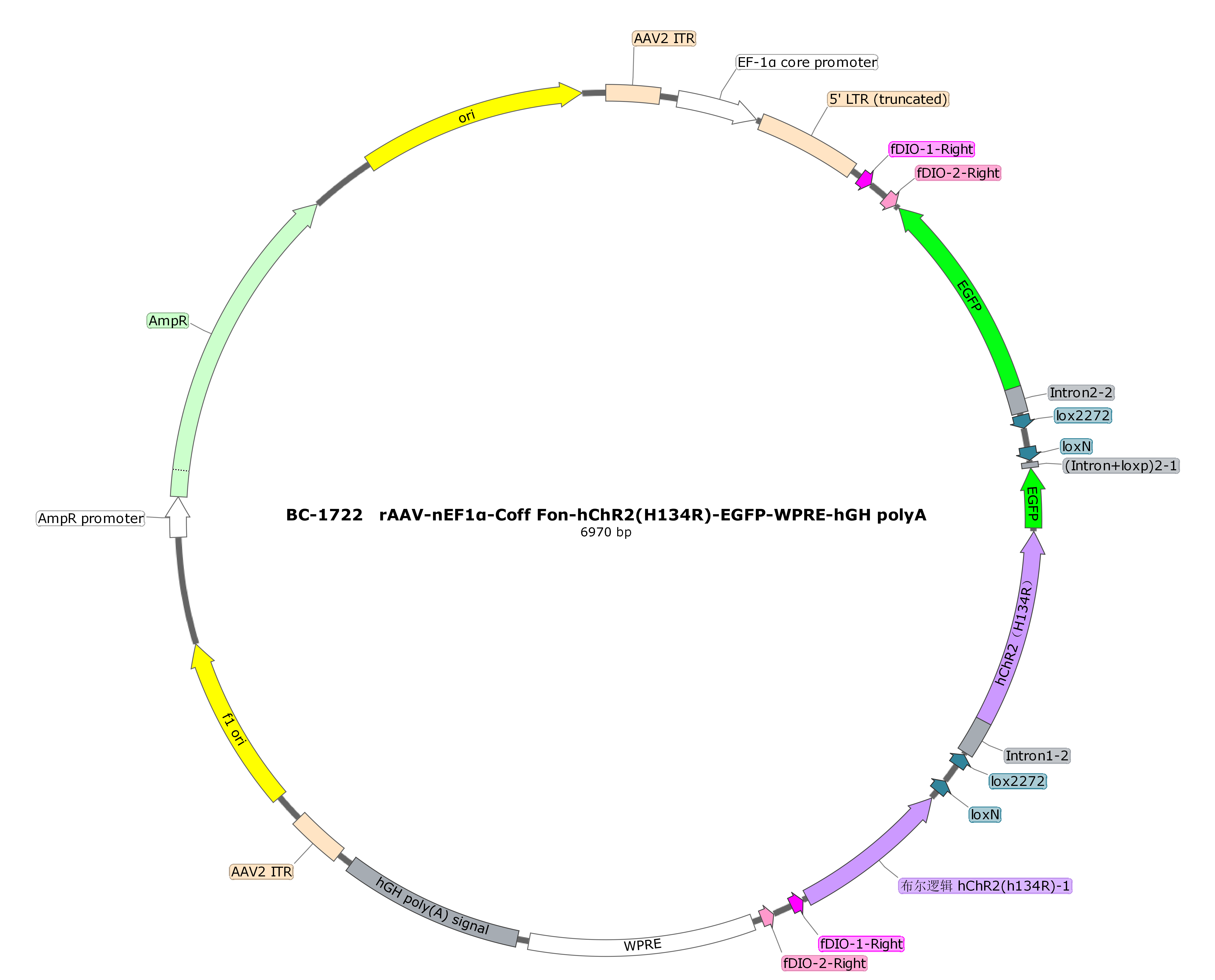 rAAV-nEF1α-Coff Fon-hChR2(H134R)-EGFP