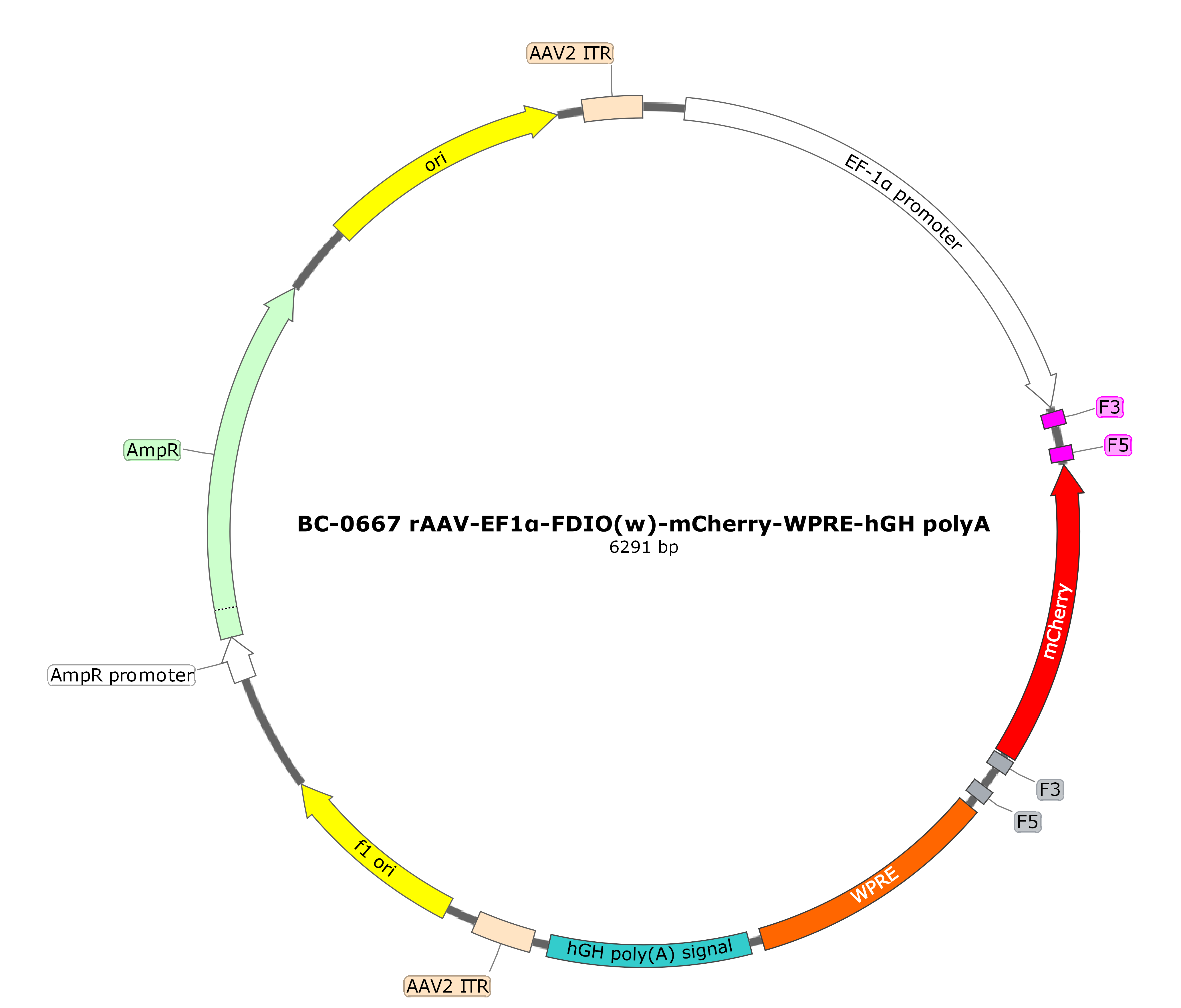 rAAV-EF1α-FDIO(w)-mCherry