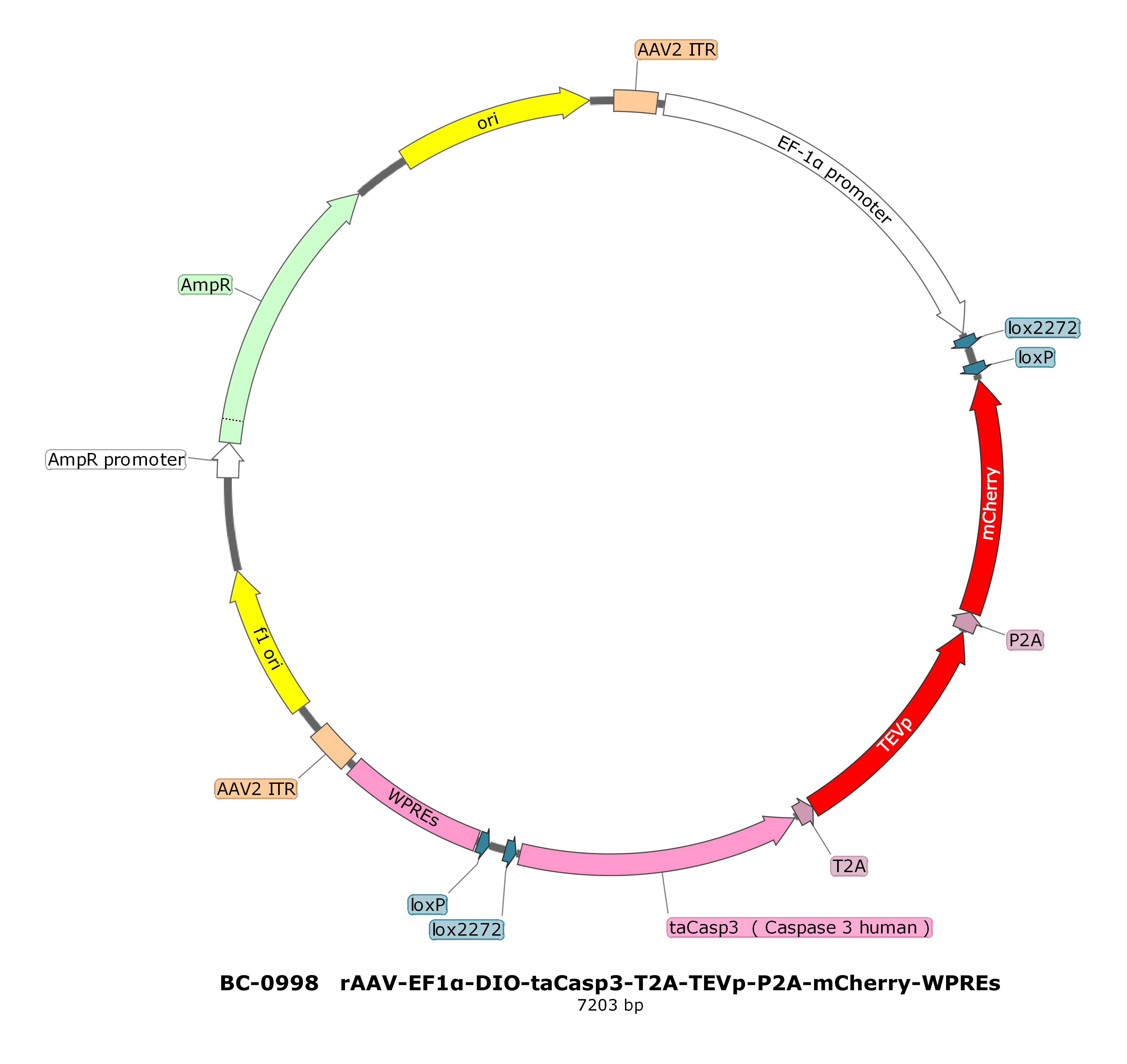 rAAV-EF1α-DIO-taCasp3-T2A-TEVp-P2A-mCherry