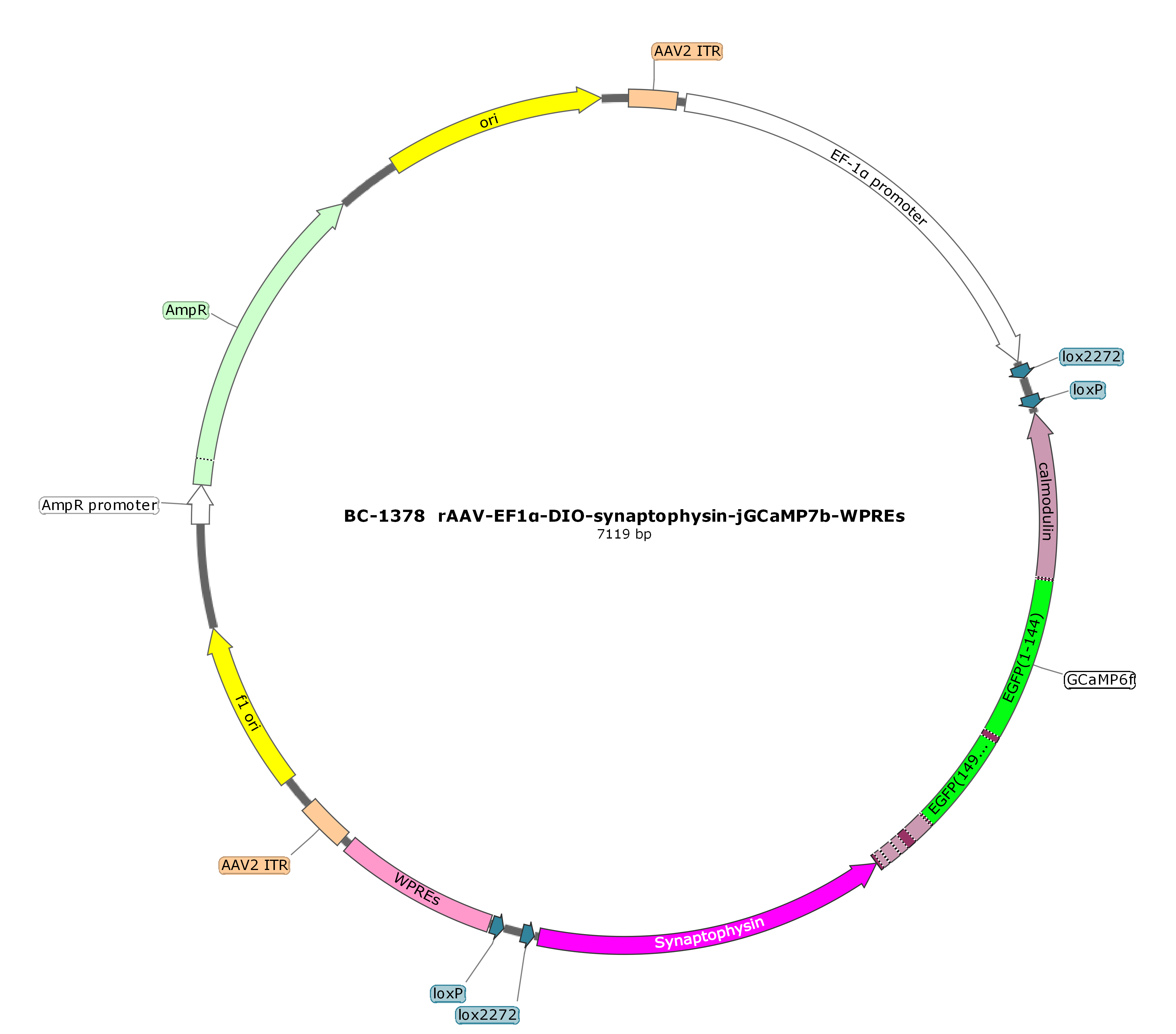 rAAV-EF1α-DIO-Synaptophysin-jGCaMP7b