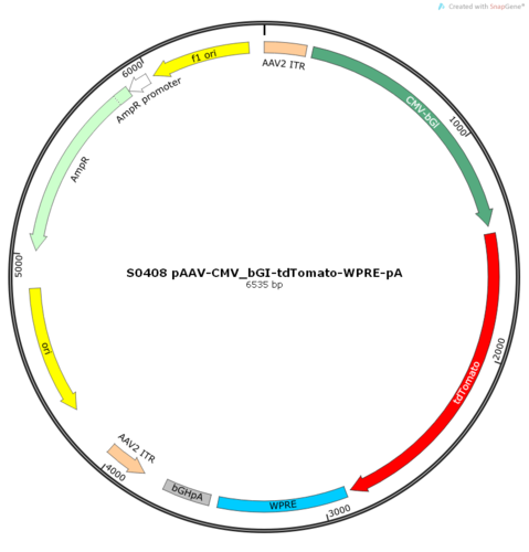 AAV2/9-CMV_bGI-tdTomato-WPRE-pA