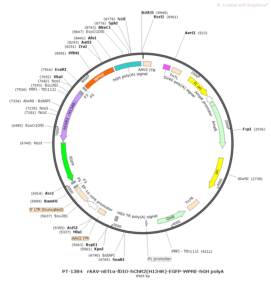 rAAV-nEF1α-fDIO-hChR2(H134R)-EGFP-WPRE-hGH polyA
