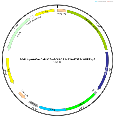 AAV2/9-mCaMKIIa-hGtACR1-ER2-P2A-EGFP-WPRE-pA