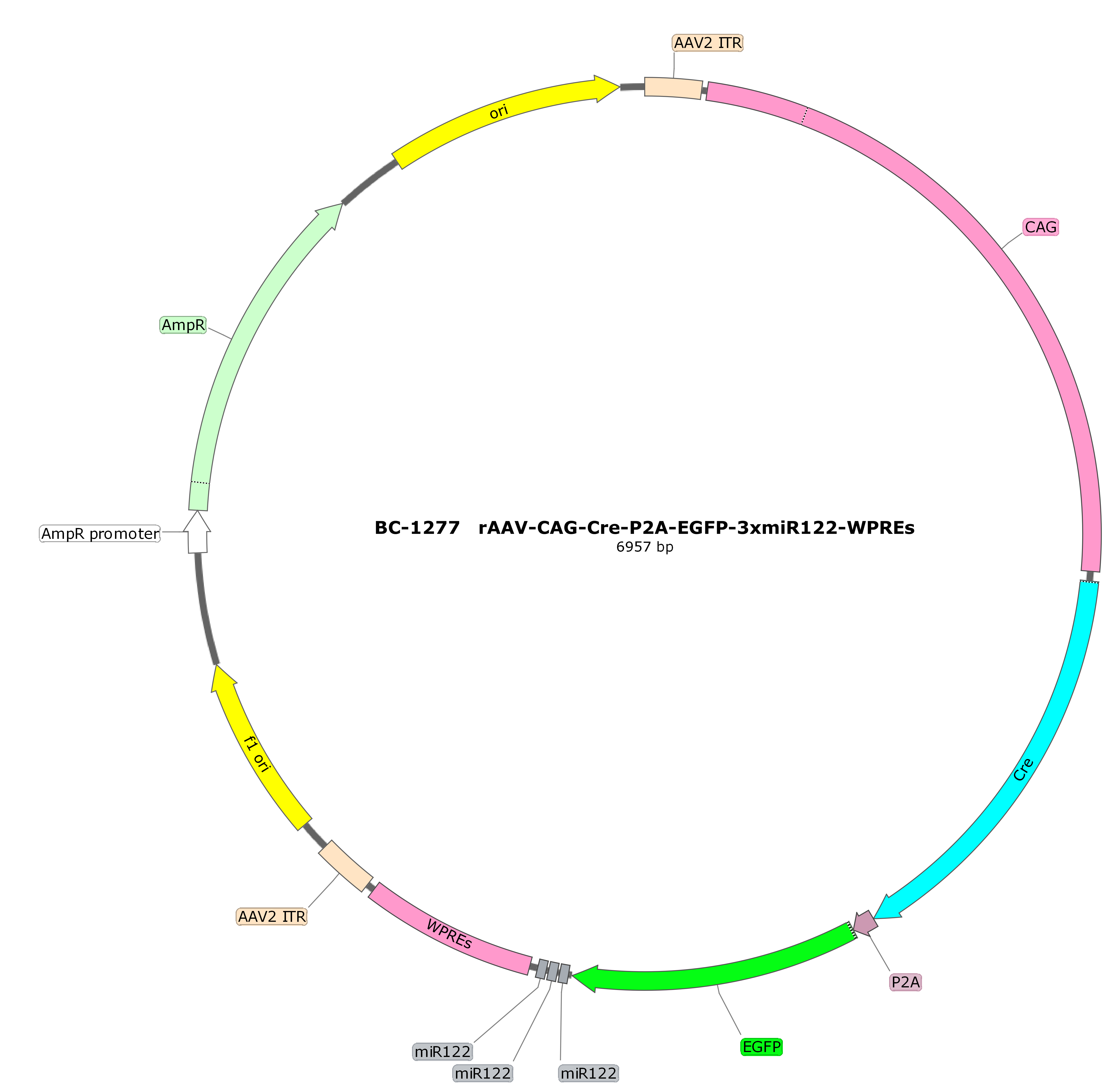 rAAV-CAG-Cre-P2A-EGFP-3xmiR122