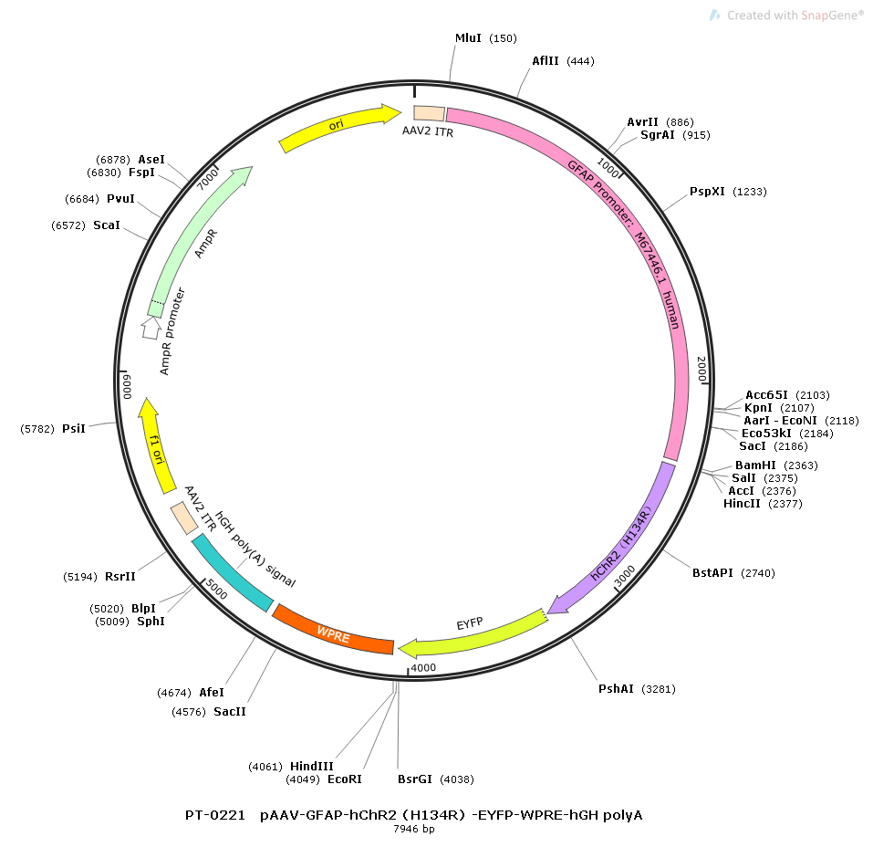 rAAV-GFAP-hChR2(H134R)-EYFP-WPRE-hGH polyA