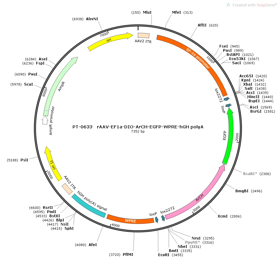 rAAV-EF1a-DIO-Arch-EGFP-WPRE-hGH polyA