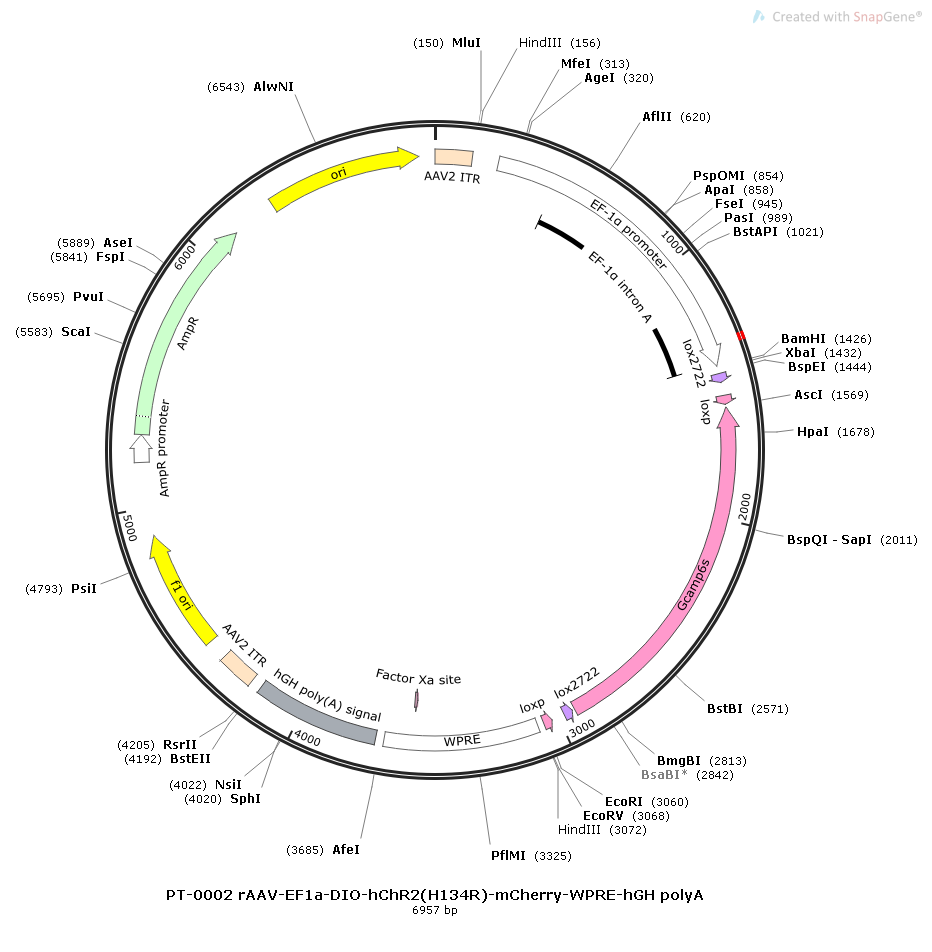 rAAV-EF1α-DIO-GCaMp6s-WPRE-hGH polyA