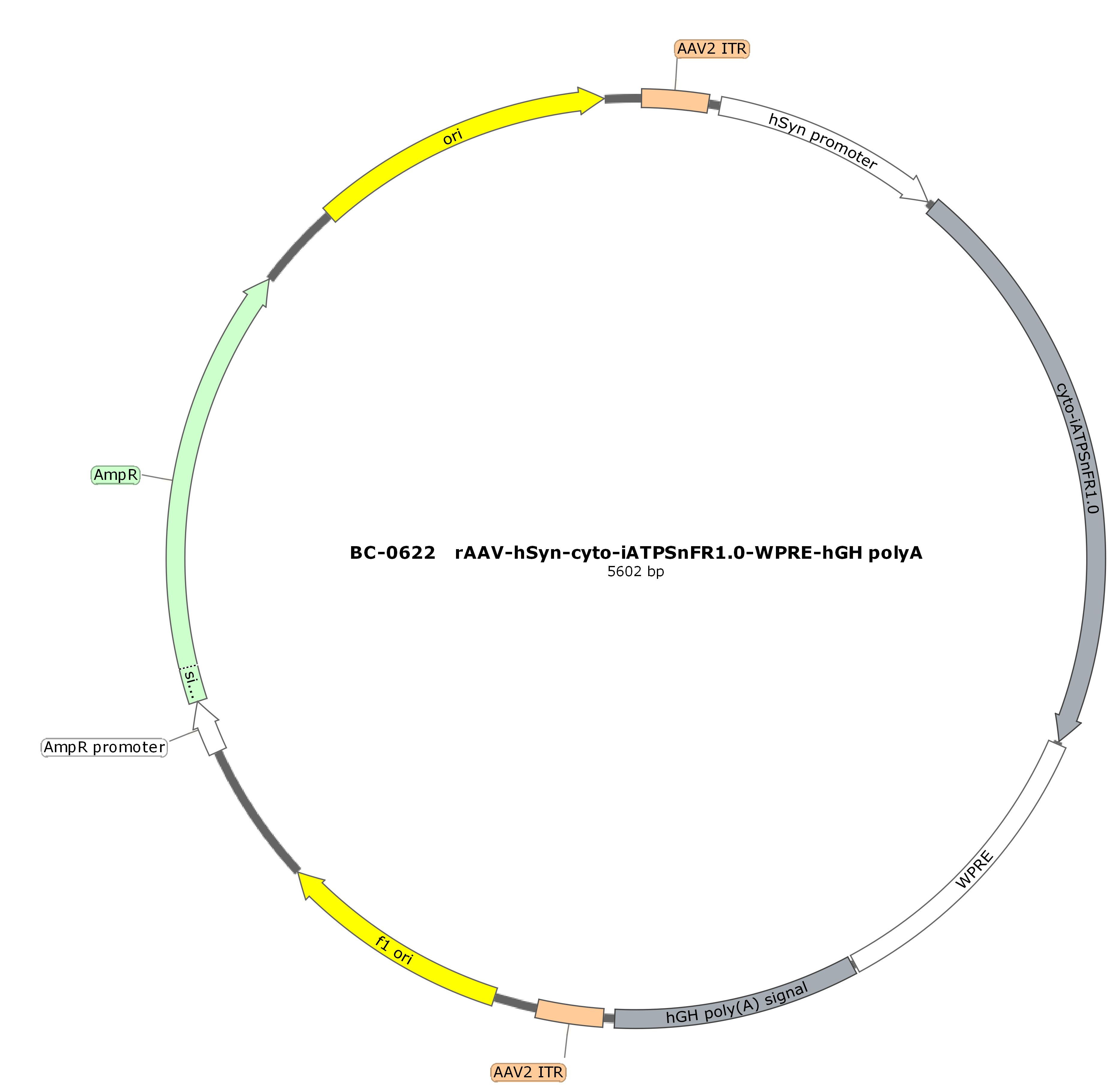 rAAV-hSyn-cyto-iATPSnFR1.0
