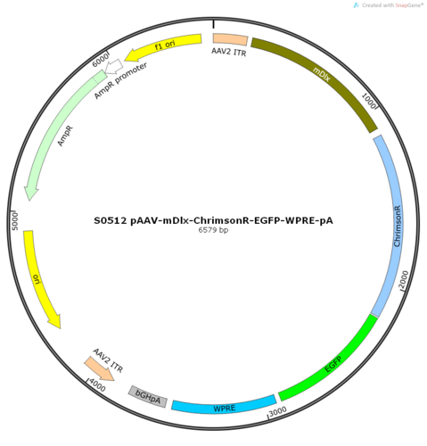 AAV2/9-mDlx-ChrimsonR-EGFP-ER2-WPRE-pA