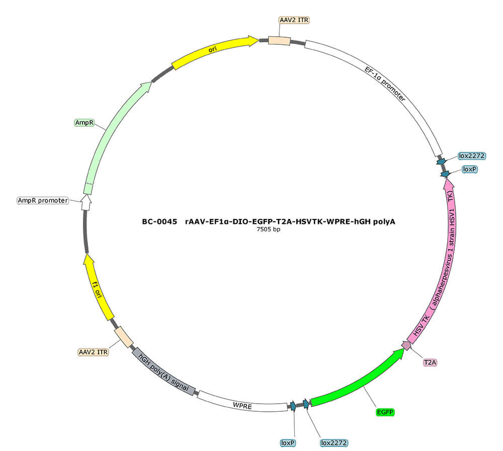 rAAV-EF1α-DIO-EGFP-T2A-TK(HSV)