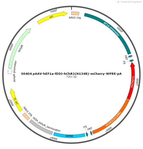 AAV2/2-hEF1a-fDIO-hChR2(H134R)-mCherry-WPRE-pA