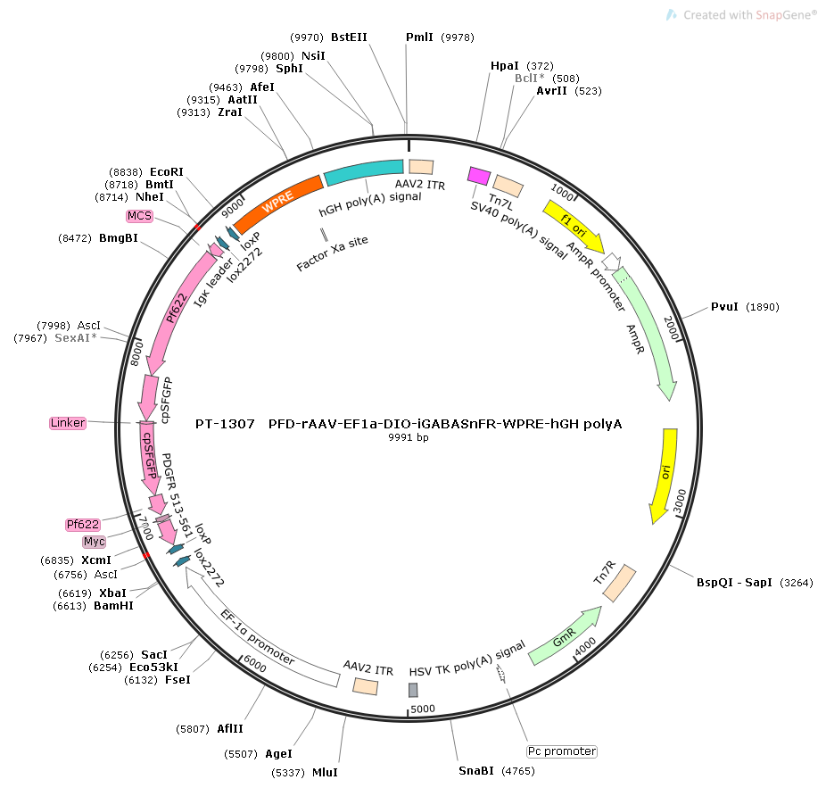 rAAV-EF1α-DIO-iGABASnFR-WPRE-hGH polyA