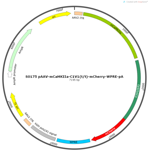 AAV2/9-mCaMKIIa-C1V1(t/t)-mCherry-WPRE-pA
