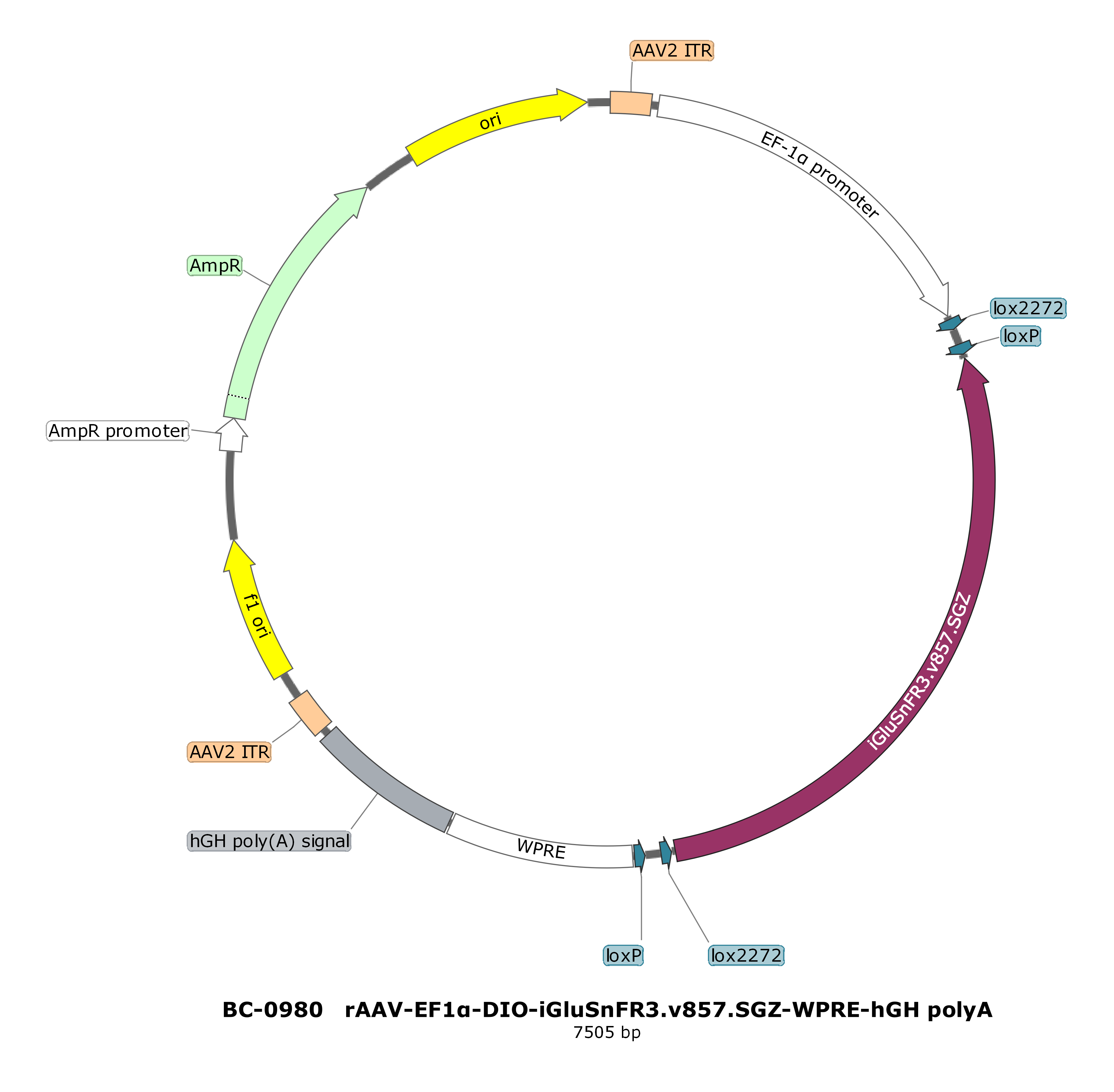 rAAV-EF1α-DIO-iGluSnFR3.v857.SGZ