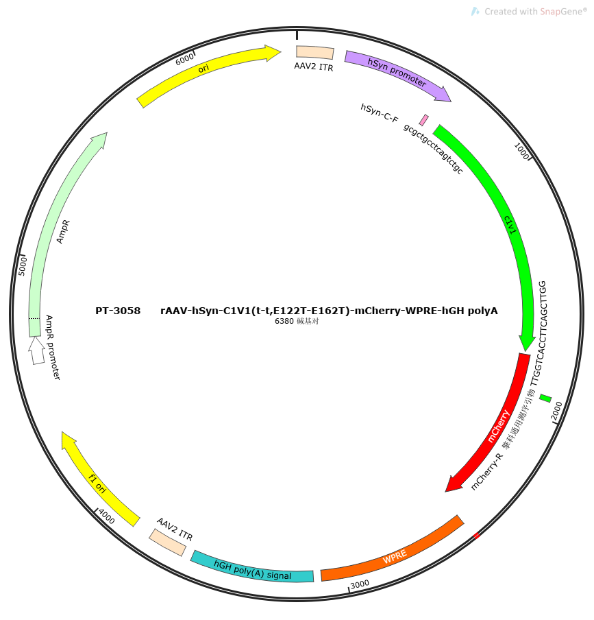 rAAV-hSyn-C1V1(t-t E122T-E162T)-mCherry-WPRE-hGH polyA