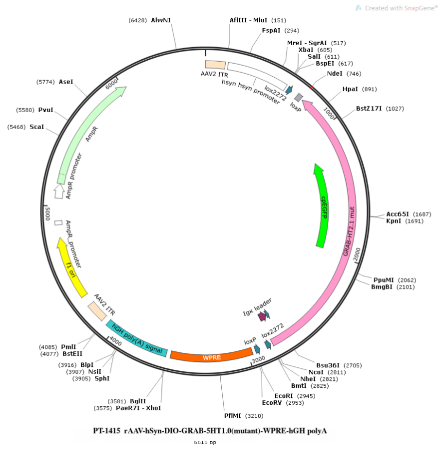 rAAV-hSyn-DIO-GRAB-5HT1.0(mutant)-WPRE-hGH polyA